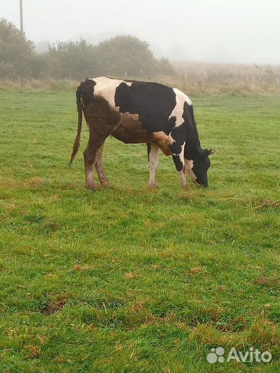 Тёлка голштинка