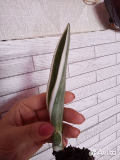 Сансевиерия металлика