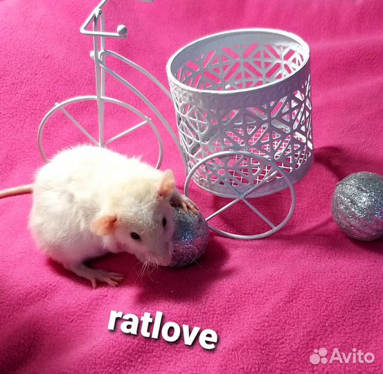 Крысята мальчик от ratlove