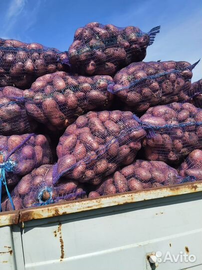 Картофель свежий красный опт