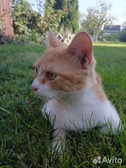 Кот рыжий