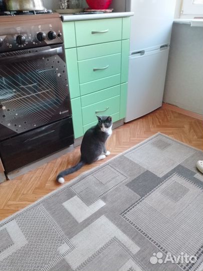 Котенок, 7 месяцев, кастрат, обработан