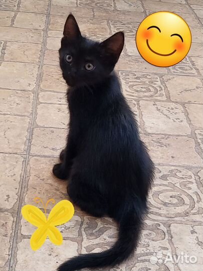 Отдам котенка