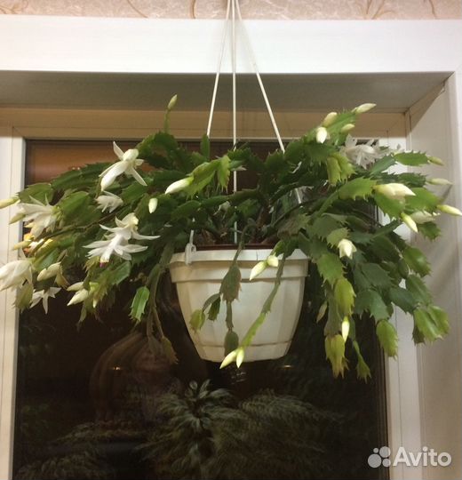 Декабрист оранжевый и розовый и белый и жёлтый