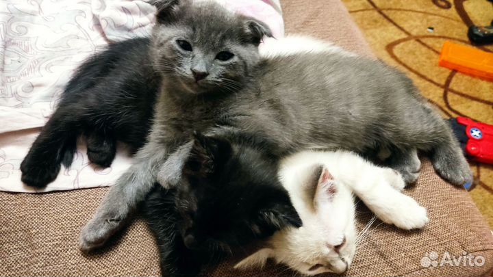 Котята в добрые руки 1,5