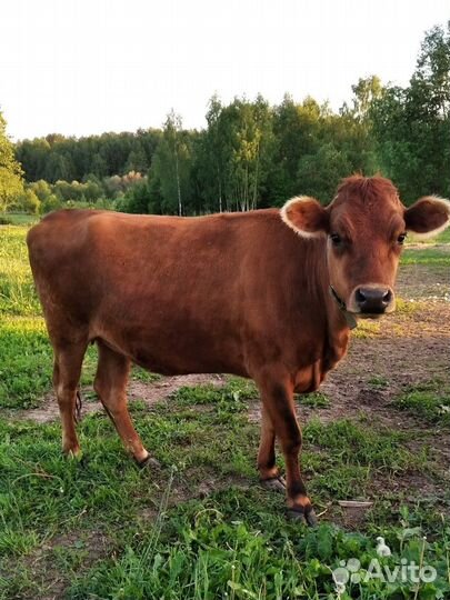 Нетель Джерси