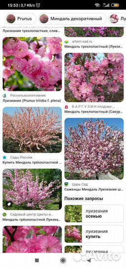 Декоративные деревья и кустарники