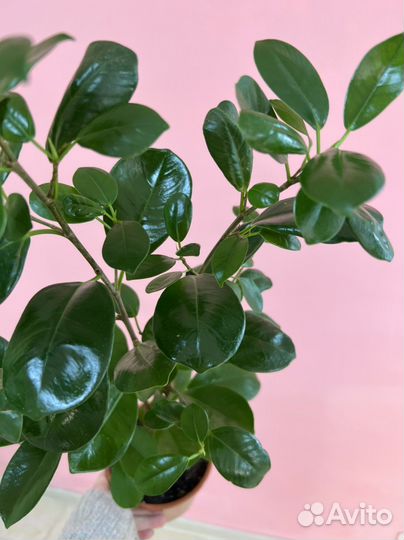Фикус Microcarpa Moclame 3ствола