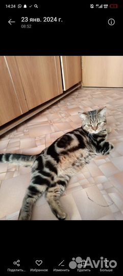 Британский кот на вязку