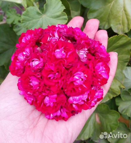 Пеларгония Мonseruds rosen, розебудная купить в Санкт-Петербурге ...