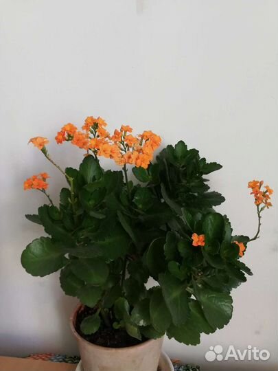 Каланхоэ цветущий 5 видов