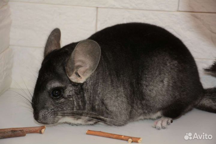 Шиншилла самка нчж