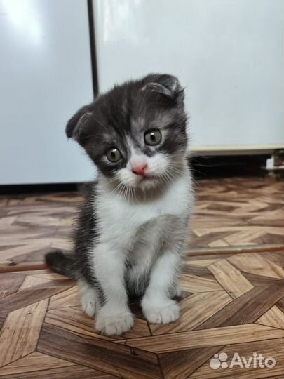 Шотландская вислоухая кошка