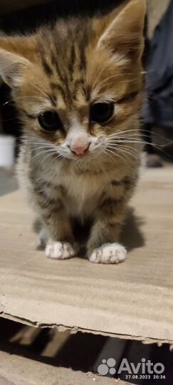 Котята отдам бесплатно