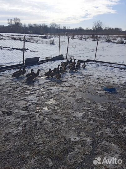 Кряковые утки