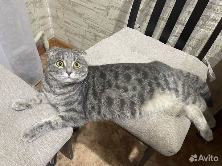 Кошка британка