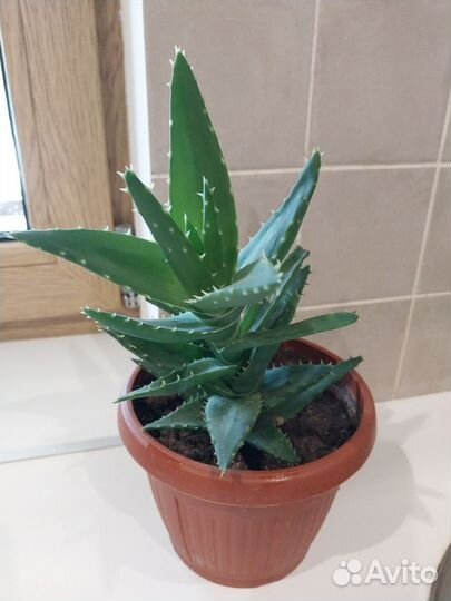 Комнатные цветы алоэ