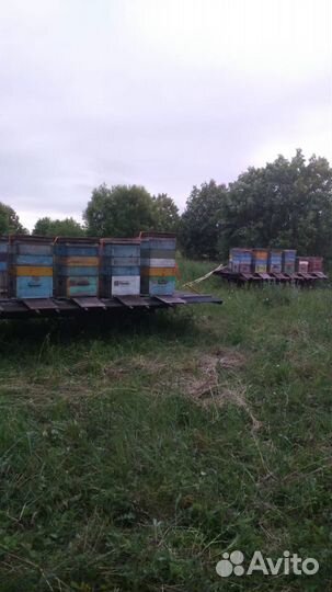 Продаётся Мёд