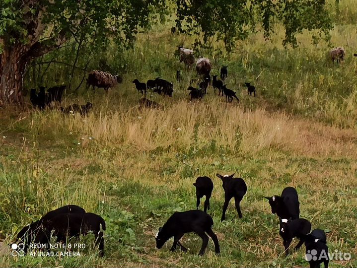 Ягнята, овцематки