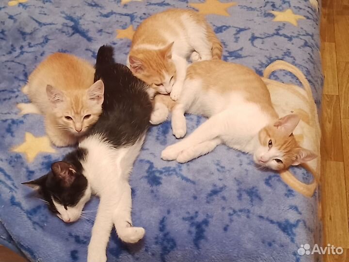 Котята в самые нежные и добрые руки