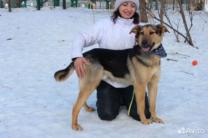 Молодой пес Рэм нуждается в хозяине