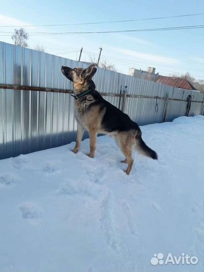 Кобель на вязку