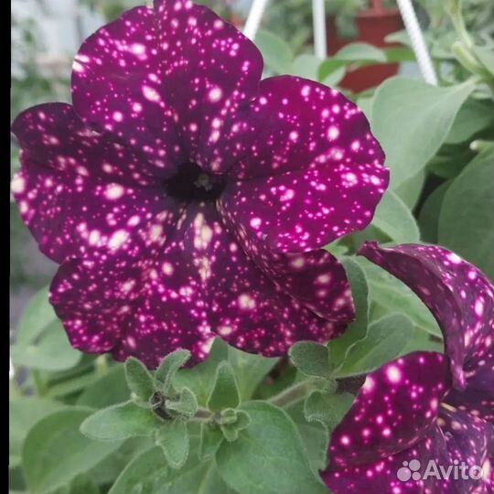 Петуния ампельная