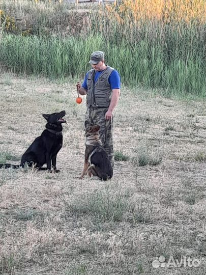 Услуги кинолога