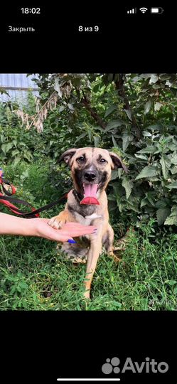 Миниатюрная метис