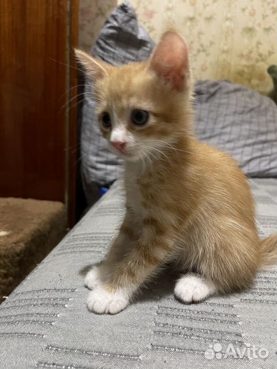 Котята в добрые руки даром