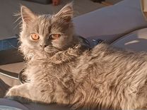 Кошка познакомится с персидским котом