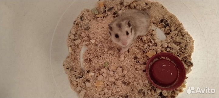 Сирийский хомяк