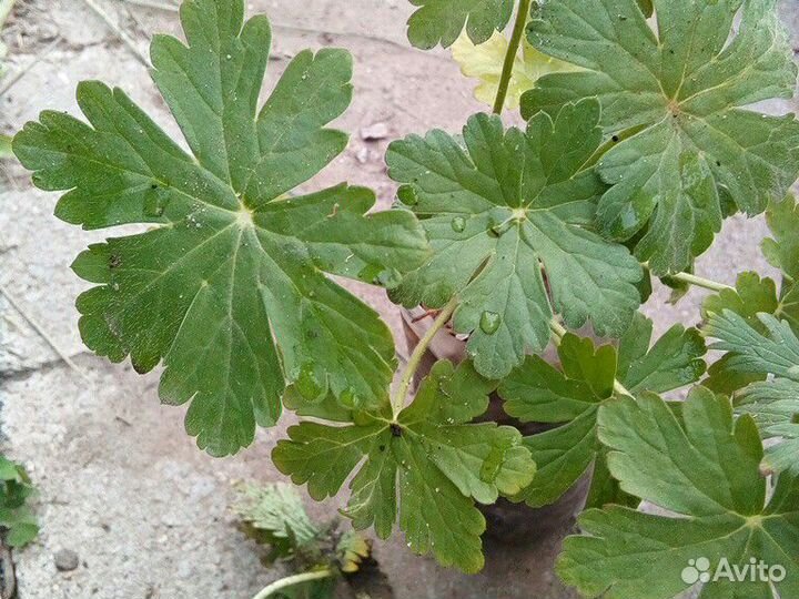 Герань садовая двух видов