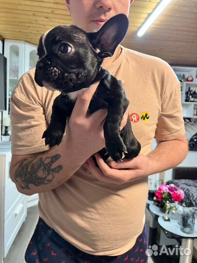 Щенки французский бульдог
