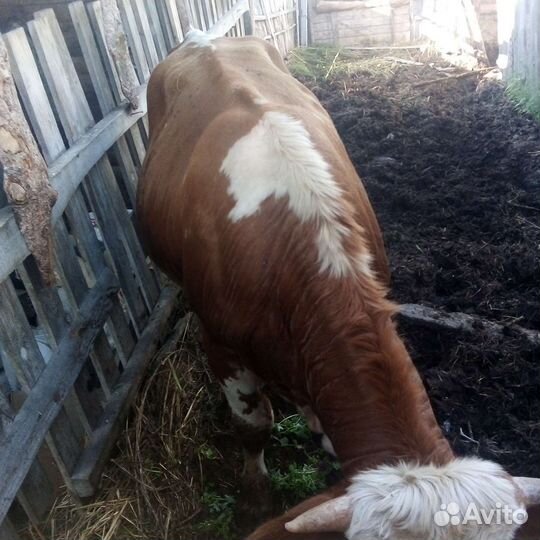 Бычок. 1 год и 3 мес