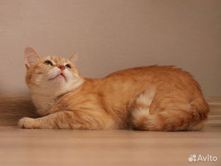 Рыжая кошка солнышко ждёт своего человека