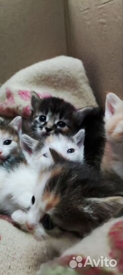 Котята ищут маму, довезу до подъезда