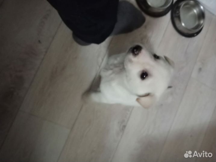 Собака в добрые руки отдам бесплатно