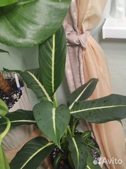 Диффенбахия