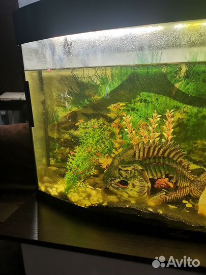 Аквариум с рыбками