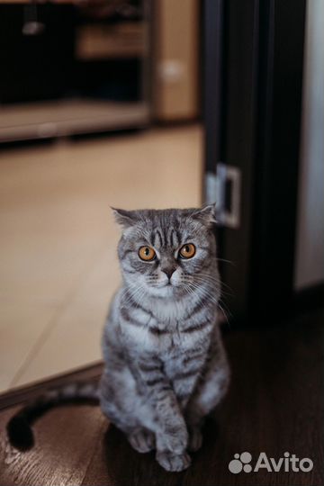 Отдам кошку в добрые руки