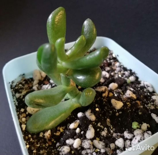 Суккулент. Портулакария афра вариегата