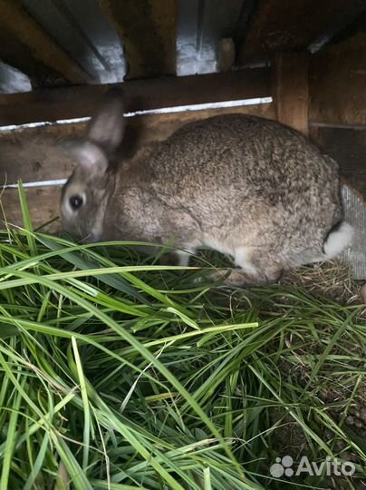 Кролики разных пород