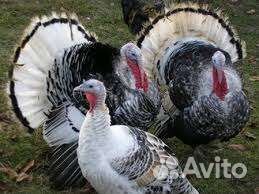 Индюк Северокавказское серебро. Инкубационное яйцо