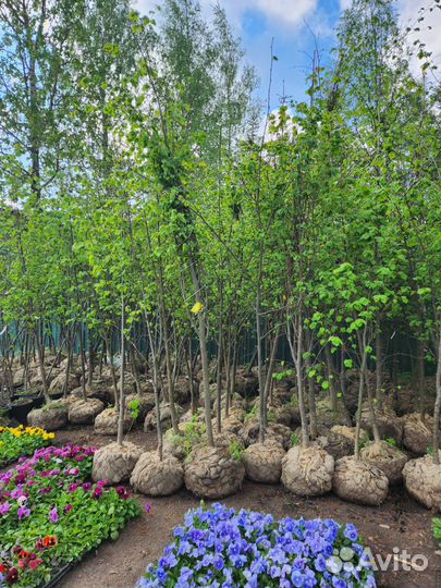 Липа мелколистная