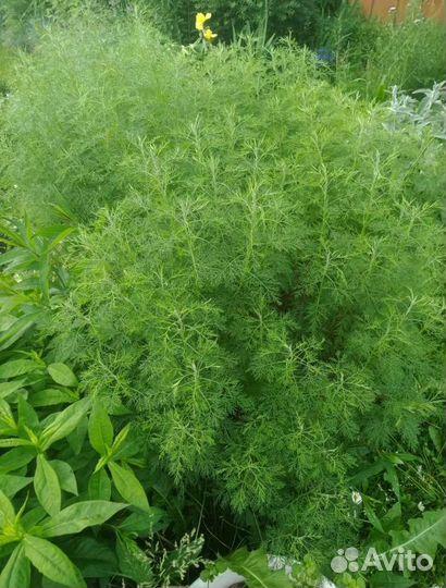 Полынь древовидная,ирис злаквид.,овсяница