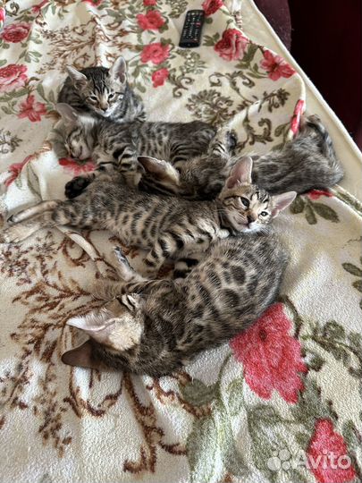 Бенгальские котята