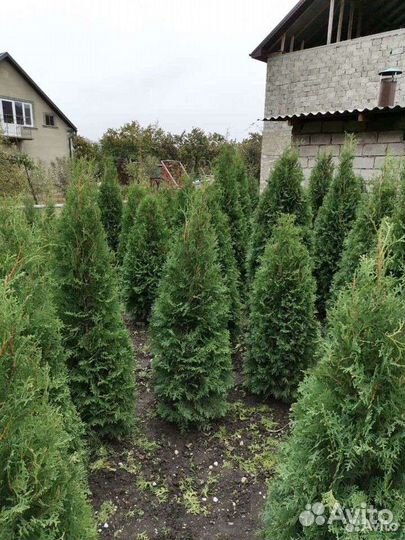 Туя колумна, буксусы