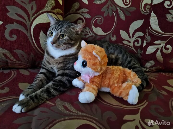 Отдам кота в добрые руки