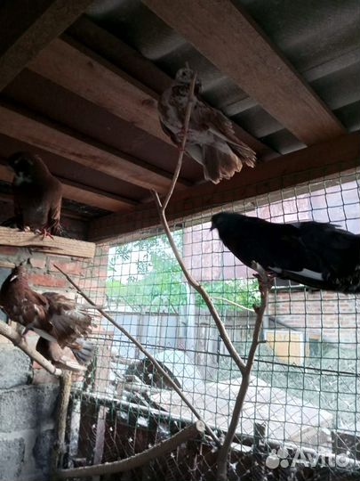 Голуби павлины